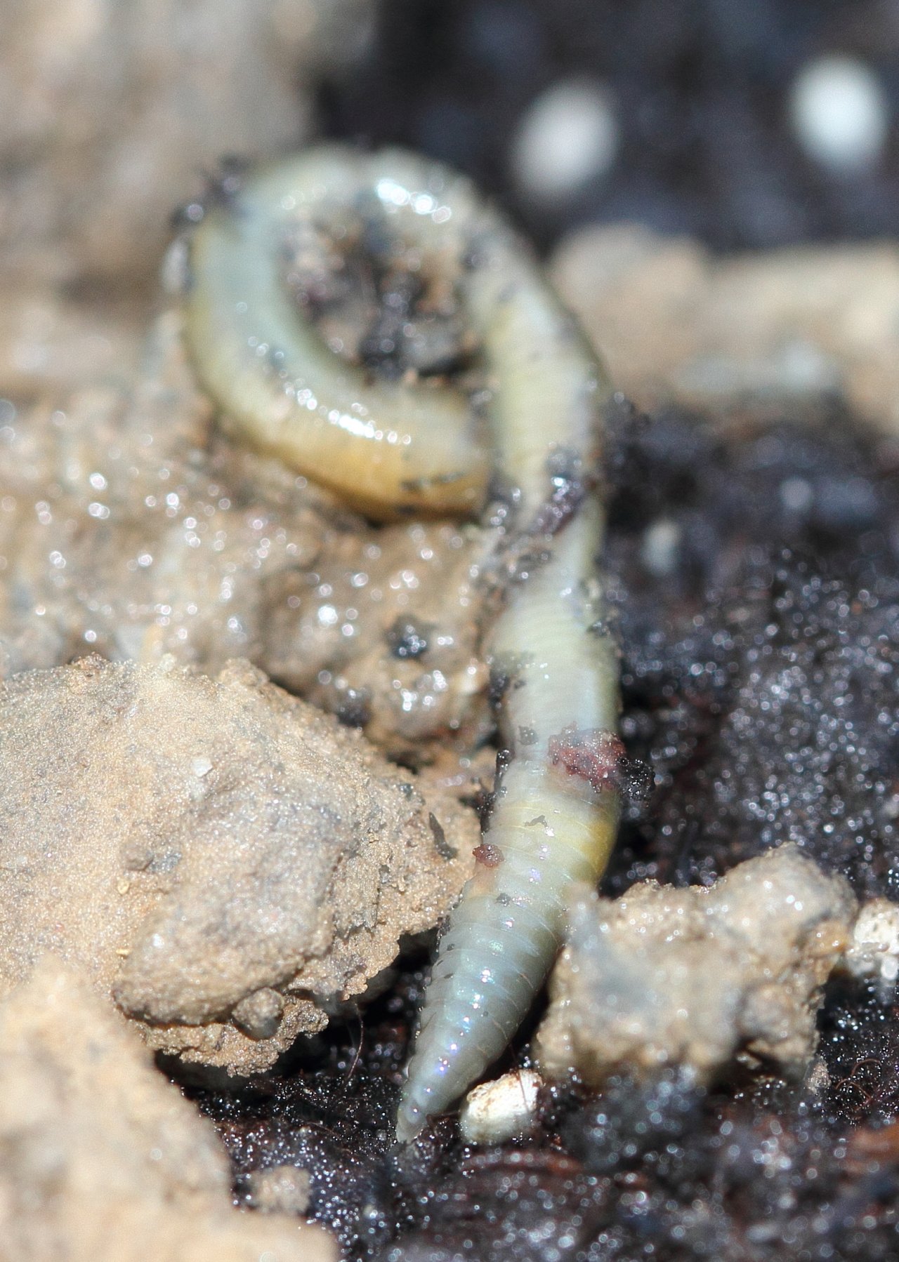 Мелкий дождевой червь Allolobophora chlorotica бледно-зелёного цвета в почве — вид, окрашенный пигментом биливердином