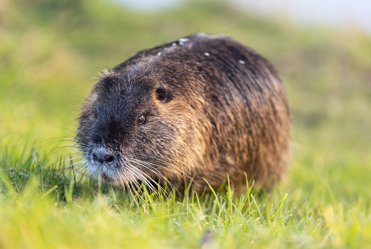 Нутрия (Myocastor coypus) на траве крупным планом: массивное тело, тёмный мех, оранжевые резцы